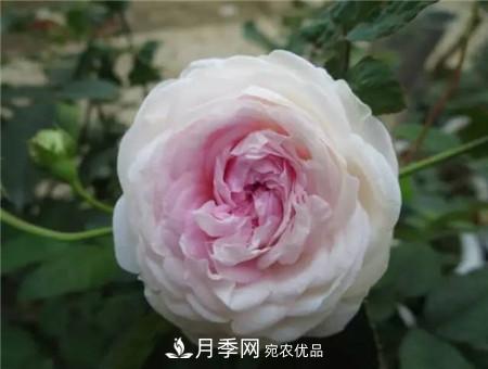 花期***長(zhǎng)的10種月季，種一棵賞大半年(圖19)