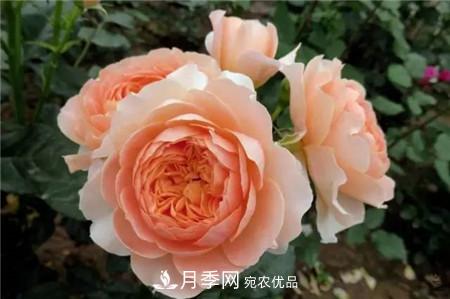 花期***長(zhǎng)的10種月季，種一棵賞大半年(圖17)