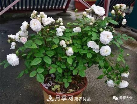 花期***長(zhǎng)的10種月季，種一棵賞大半年(圖20)