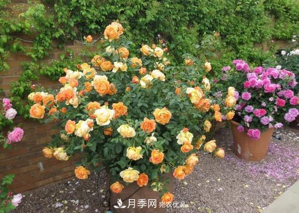 立秋后盆栽月季想要9、10月正常開花，注意此4點(圖3)