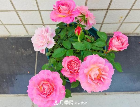 立秋后盆栽月季想要9、10月正常開花，注意此4點(圖4)