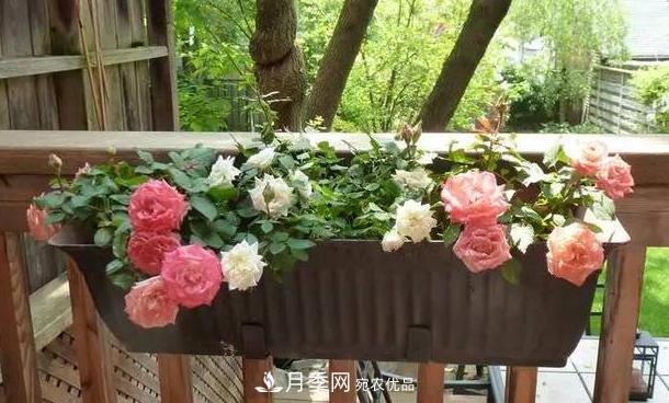 立秋后盆栽月季想要9、10月正常開花，注意此4點(圖5)