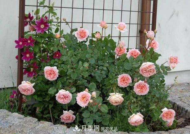 立秋后盆栽月季想要9、10月正常開花，注意此4點(圖6)