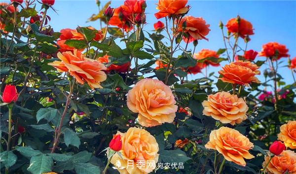 河南商丘市萬株月季花成為網(wǎng)紅打卡地(圖1)