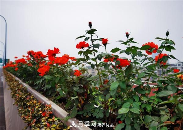 安徽合肥市垂直綠化再添新亮色 郎溪路高架橋變身“月季長(zhǎng)廊”(圖1)