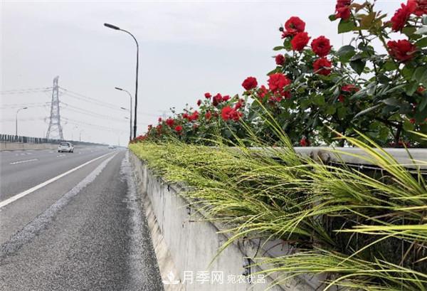 安徽合肥市垂直綠化再添新亮色 郎溪路高架橋變身“月季長(zhǎng)廊”(圖2)
