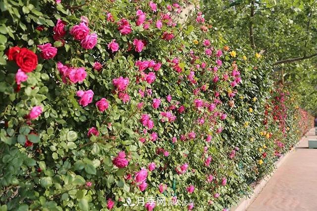 河北衡水二中月季花開，大美校園綠化(圖1)