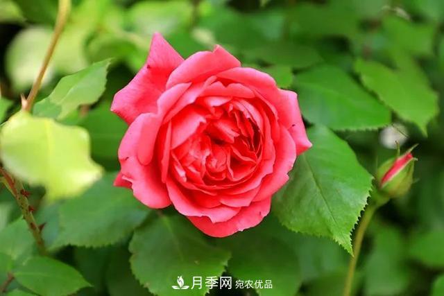 河北衡水二中月季花開，大美校園綠化(圖4)