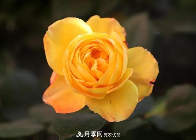 河北衡水二中月季花開，大美校園綠化(圖3)
