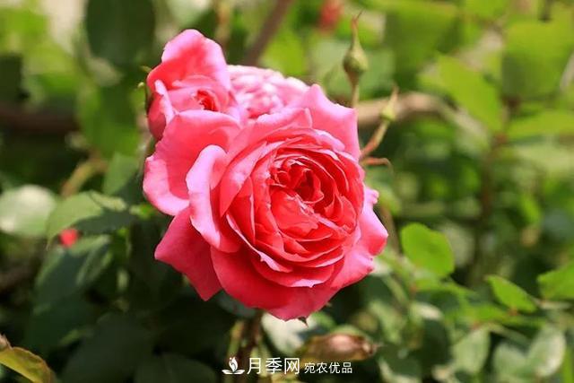 河北衡水二中月季花開，大美校園綠化(圖2)