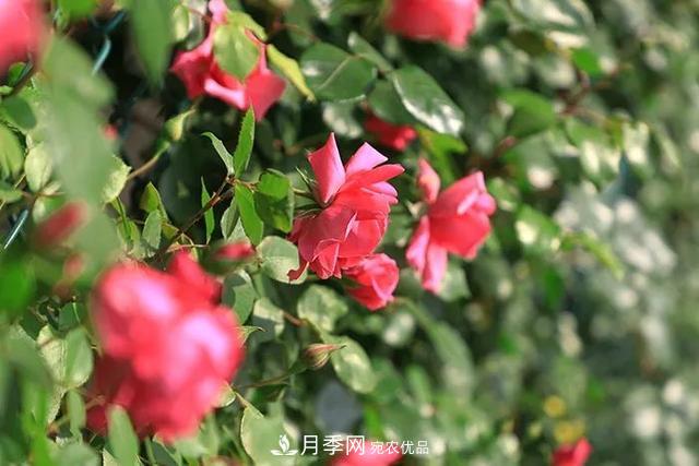 河北衡水二中月季花開，大美校園綠化(圖5)