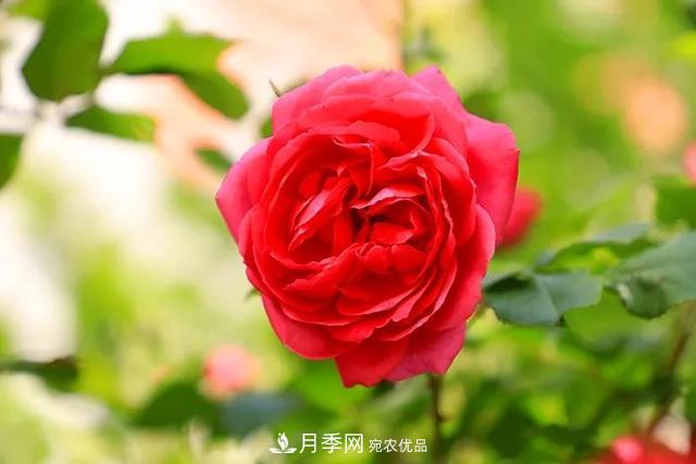 河北衡水二中月季花開，大美校園綠化(圖7)