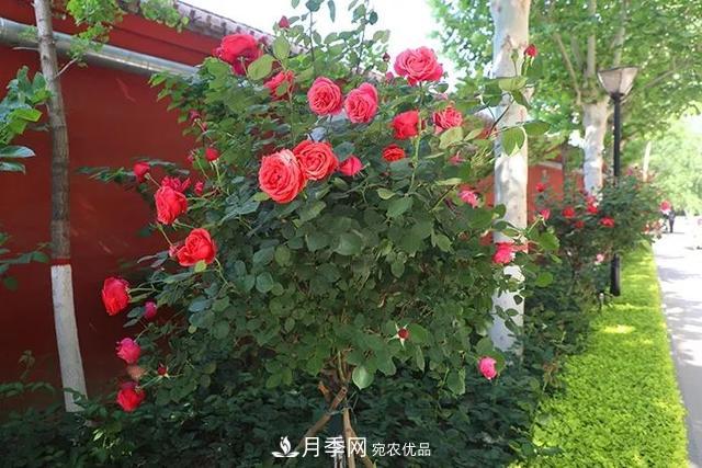 河北衡水二中月季花開，大美校園綠化(圖9)