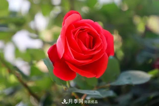 河北衡水二中月季花開，大美校園綠化(圖8)