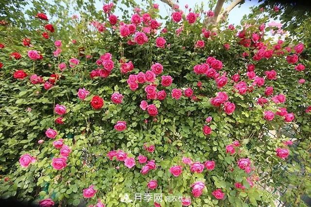 河北衡水二中月季花開，大美校園綠化(圖6)