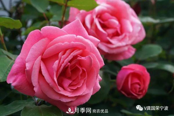 浙江寧波綠化“月季樹”千花盛放、爭奇斗艷甬城(圖3)
