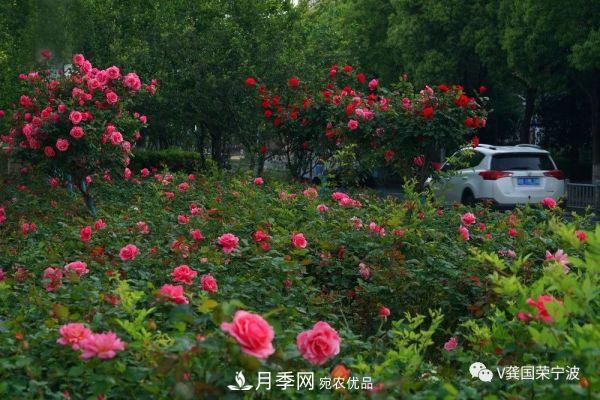浙江寧波綠化“月季樹”千花盛放、爭奇斗艷甬城(圖5)