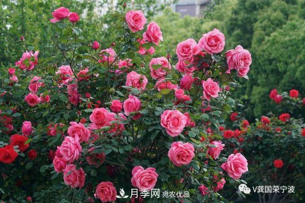 浙江寧波綠化“月季樹”千花盛放、爭奇斗艷甬城(圖2)