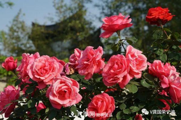浙江寧波綠化“月季樹”千花盛放、爭奇斗艷甬城(圖4)