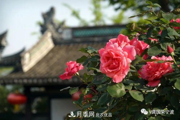 浙江寧波綠化“月季樹”千花盛放、爭奇斗艷甬城(圖6)