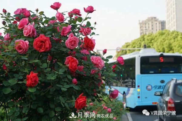 浙江寧波綠化“月季樹”千花盛放、爭奇斗艷甬城(圖8)