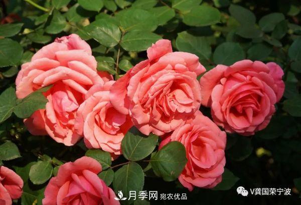 浙江寧波綠化“月季樹”千花盛放、爭奇斗艷甬城(圖7)
