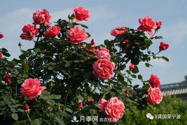 浙江寧波綠化“月季樹”千花盛放、爭奇斗艷甬城(圖11)