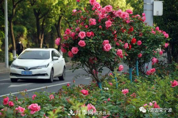 浙江寧波綠化“月季樹”千花盛放、爭奇斗艷甬城(圖10)