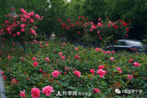 浙江寧波綠化“月季樹”千花盛放、爭奇斗艷甬城(圖15)