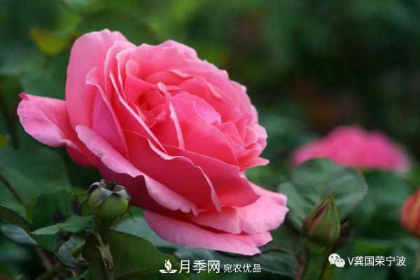 浙江寧波綠化“月季樹”千花盛放、爭奇斗艷甬城(圖14)