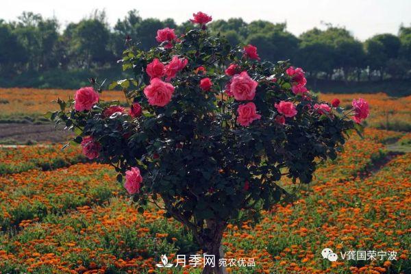 浙江寧波綠化“月季樹”千花盛放、爭奇斗艷甬城(圖18)