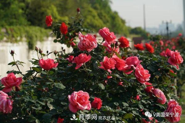 浙江寧波綠化“月季樹”千花盛放、爭奇斗艷甬城(圖17)