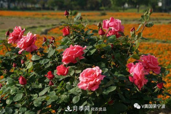 浙江寧波綠化“月季樹”千花盛放、爭奇斗艷甬城(圖21)