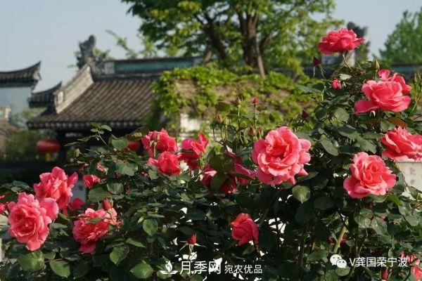 浙江寧波綠化“月季樹”千花盛放、爭奇斗艷甬城(圖19)