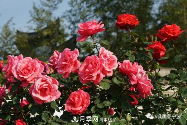 浙江寧波綠化“月季樹”千花盛放、爭奇斗艷甬城(圖20)