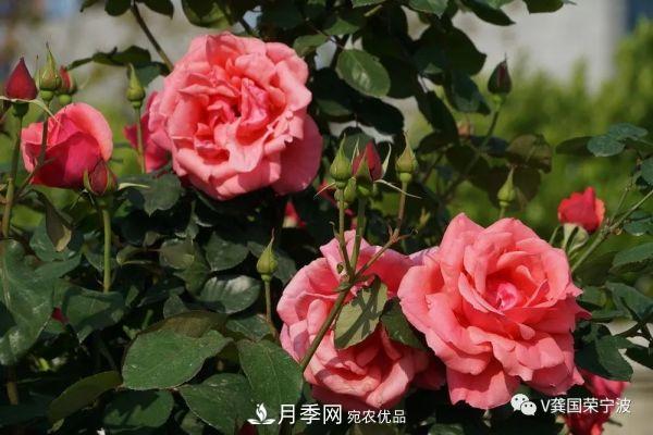 浙江寧波綠化“月季樹”千花盛放、爭奇斗艷甬城(圖22)