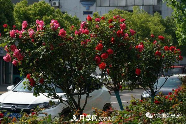 浙江寧波綠化“月季樹”千花盛放、爭奇斗艷甬城(圖23)