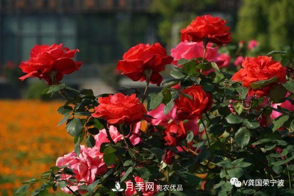 浙江寧波綠化“月季樹”千花盛放、爭奇斗艷甬城(圖24)