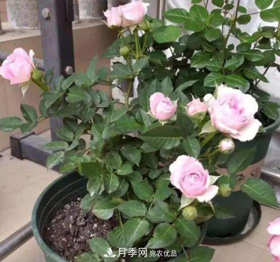 月季滿樹花苞該不該剪掉？認(rèn)清“2點”，開花又大又漂亮(圖2)
