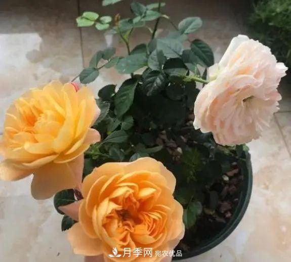 月季滿樹花苞該不該剪掉？認(rèn)清“2點”，開花又大又漂亮(圖1)
