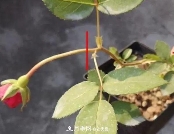 月季滿樹花苞該不該剪掉？認(rèn)清“2點”，開花又大又漂亮(圖3)