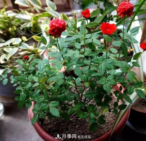 月季滿樹花苞該不該剪掉？認(rèn)清“2點”，開花又大又漂亮(圖5)