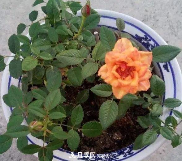 月季滿樹花苞該不該剪掉？認(rèn)清“2點”，開花又大又漂亮(圖4)