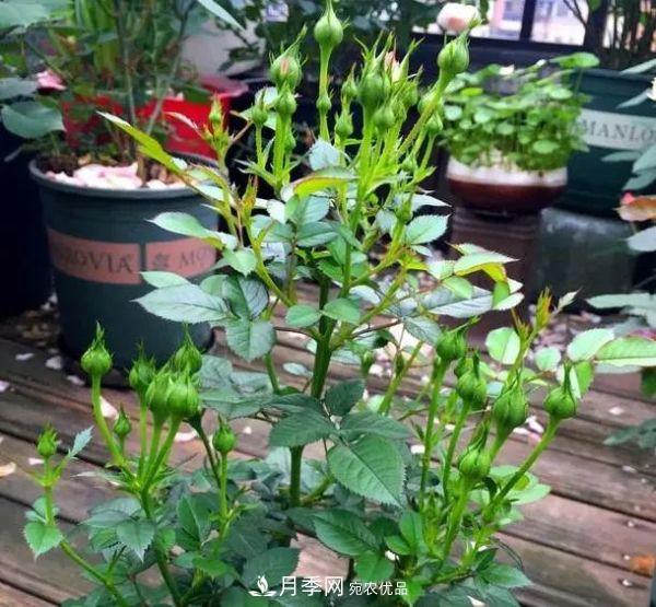 月季滿樹花苞該不該剪掉？認(rèn)清“2點”，開花又大又漂亮(圖6)