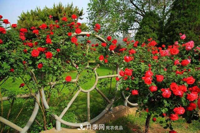 北京植物園樹狀月季花盛開，觀賞效果超級(jí)贊！(圖2)