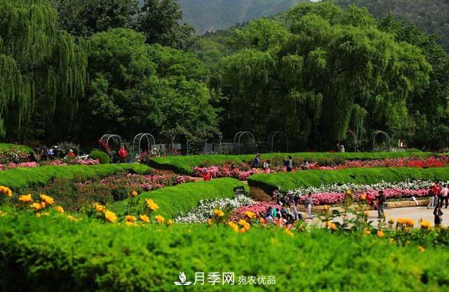 北京植物園樹狀月季花盛開，觀賞效果超級(jí)贊！(圖3)