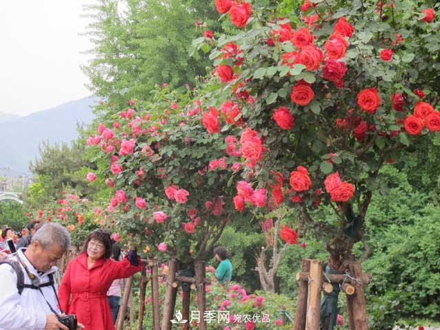 北京植物園樹狀月季花盛開，觀賞效果超級(jí)贊！(圖4)