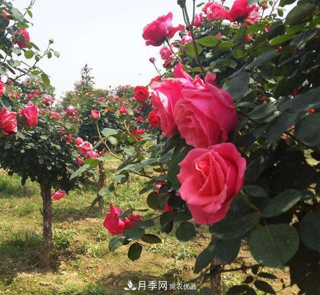 南陽月季嫁接樹干上，花量暴增，長成&quot;月季樹&quot;(圖1)
