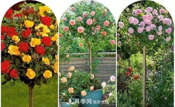 南陽月季嫁接樹干上，花量暴增，長成&quot;月季樹&quot;(圖3)