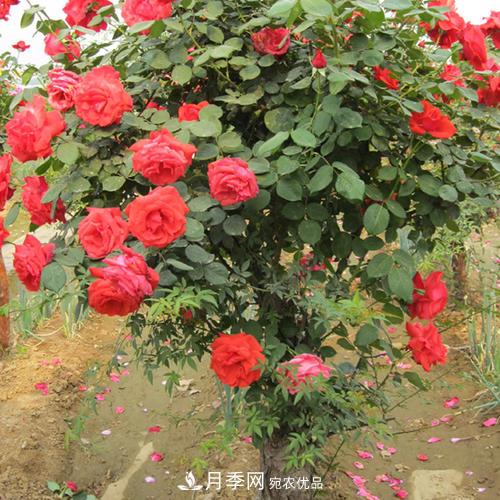 紅龍?jiān)录緲I(yè)可以培育月季樹(圖2)